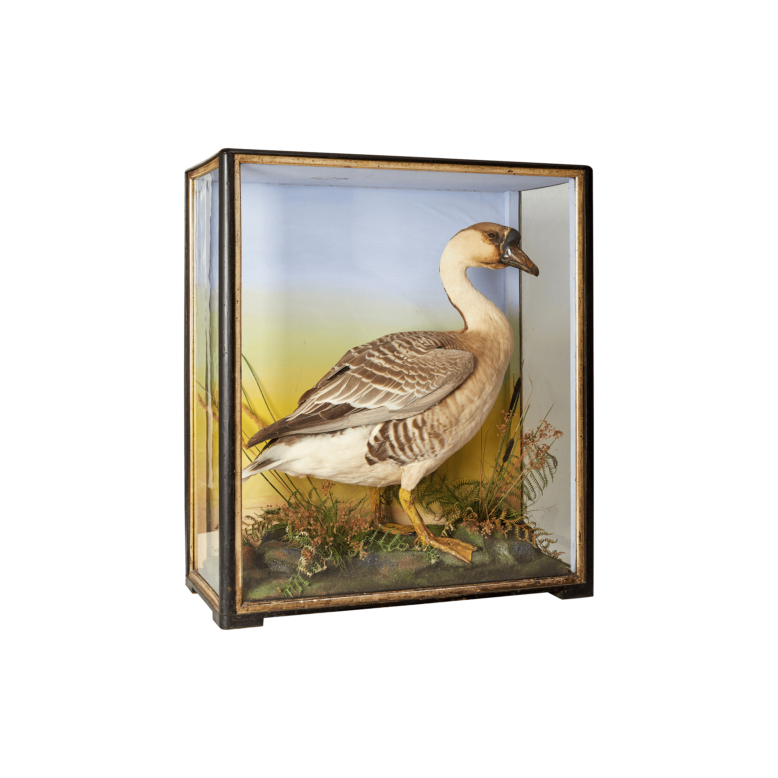 Taxidermy goose in glass box by Sarah Vanrenen