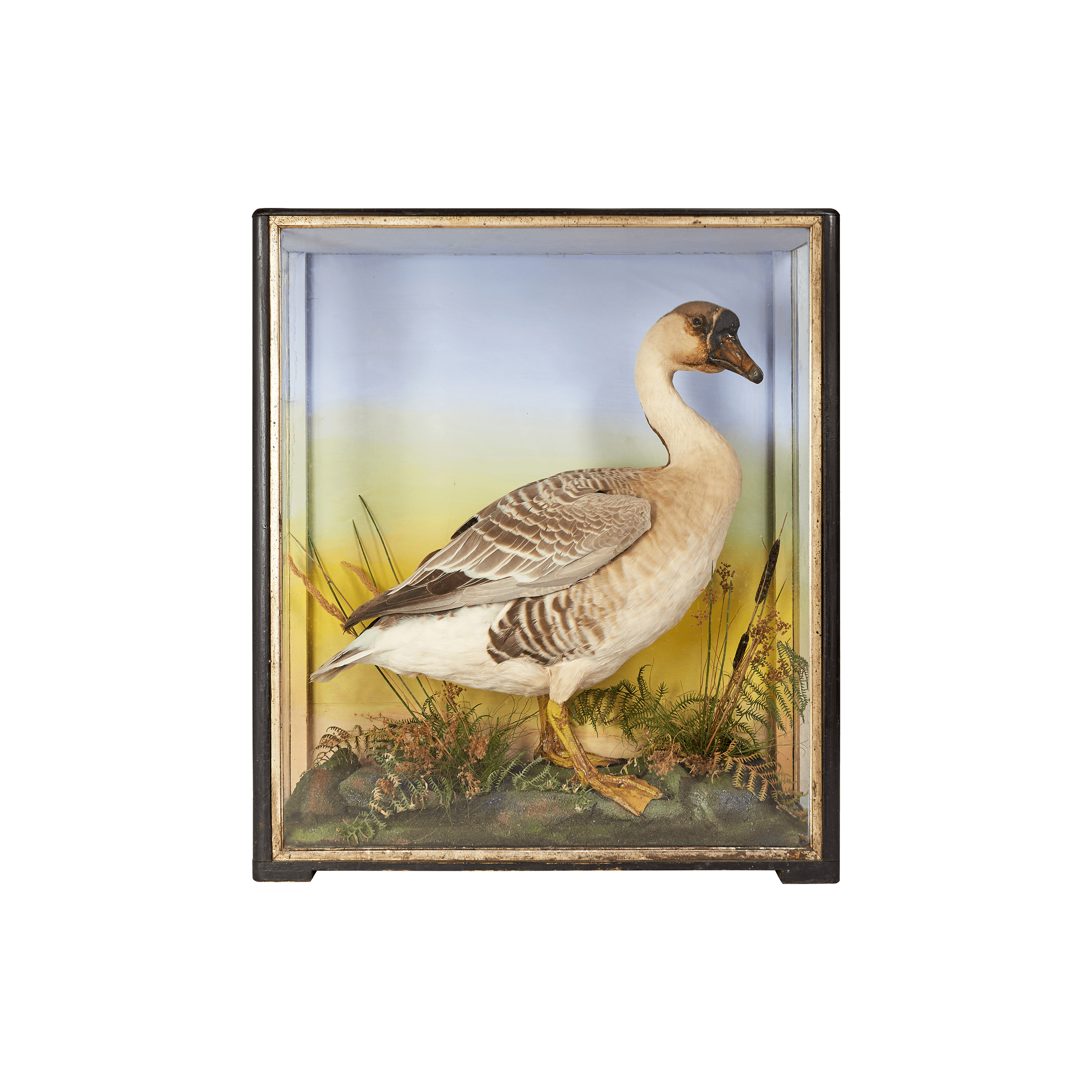 Taxidermy goose in glass box by Sarah Vanrenen