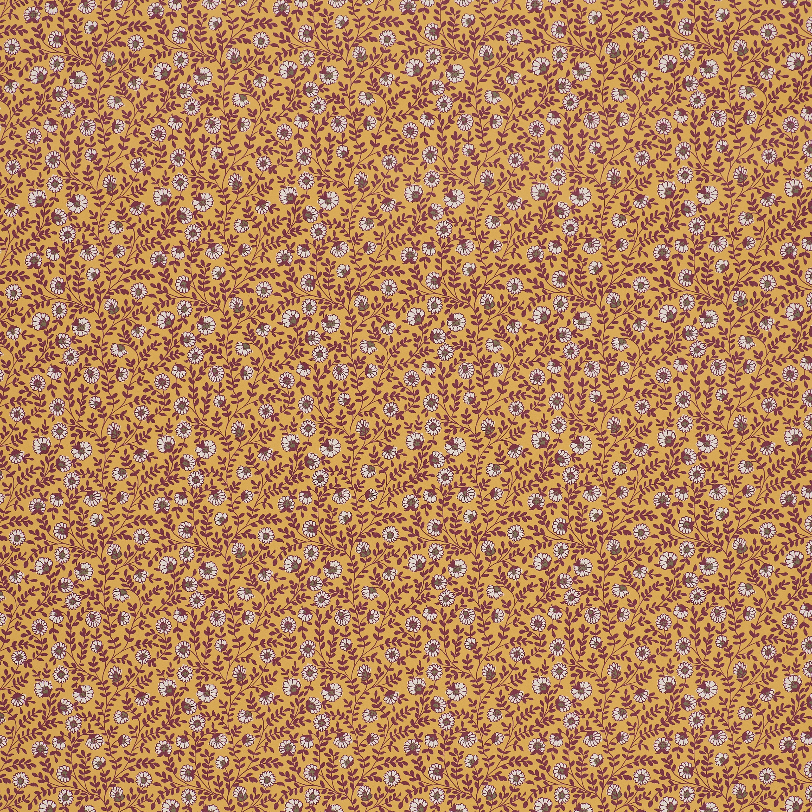 Vetch - Saffron